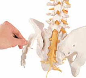 Flexible Vertebral Column with Removable Sacral Crest